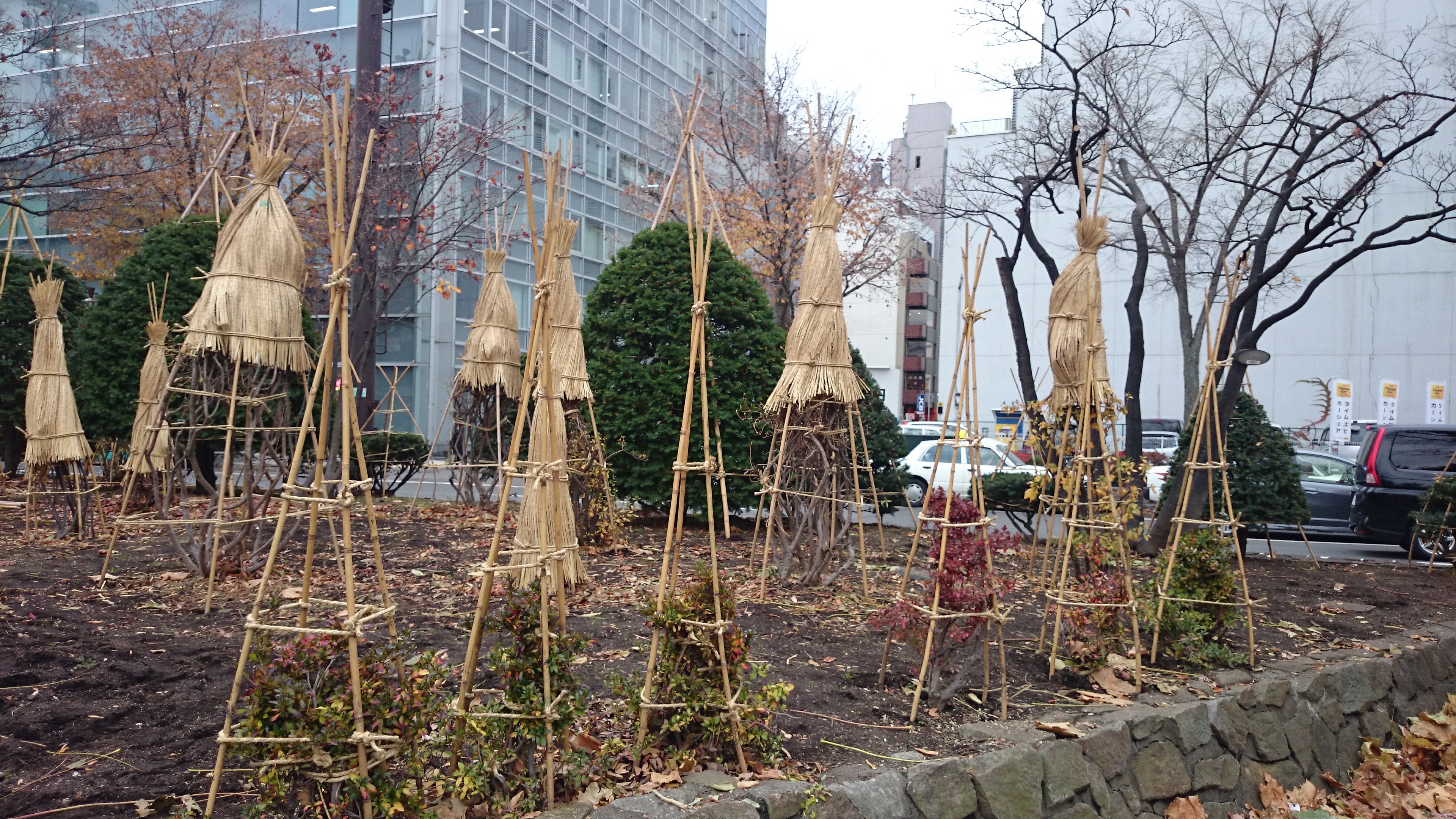 冬囲い 大通公園 公益 財団法人 札幌市公園緑化協会
