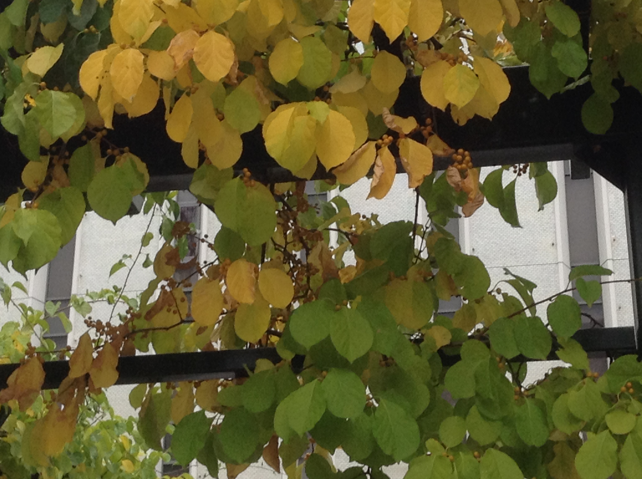 2丁目ツルウメモドキ 大通公園 公益 財団法人 札幌市公園緑化協会