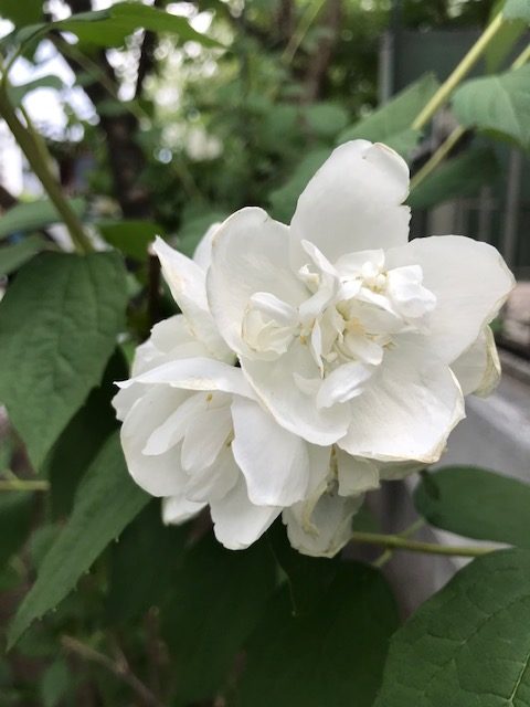 0618白い花 大通公園 公益 財団法人 札幌市公園緑化協会