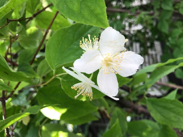 0618白い花 大通公園 公益 財団法人 札幌市公園緑化協会