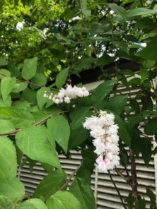 初夏を彩る 公園に咲く白い花ツアー終了 大通公園 公益 財団法人 札幌市公園緑化協会