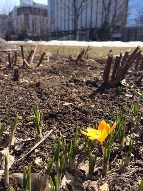 春を告げる花たち 大通公園 公益 財団法人 札幌市公園緑化協会