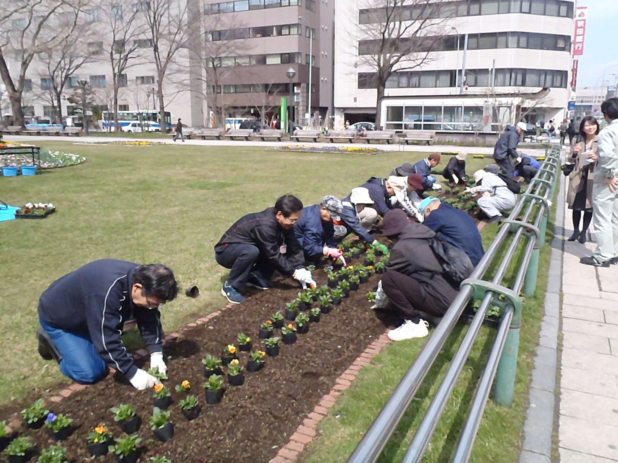 花壇ボランティア春の花植込み 大通公園 公益 財団法人 札幌市公園緑化協会