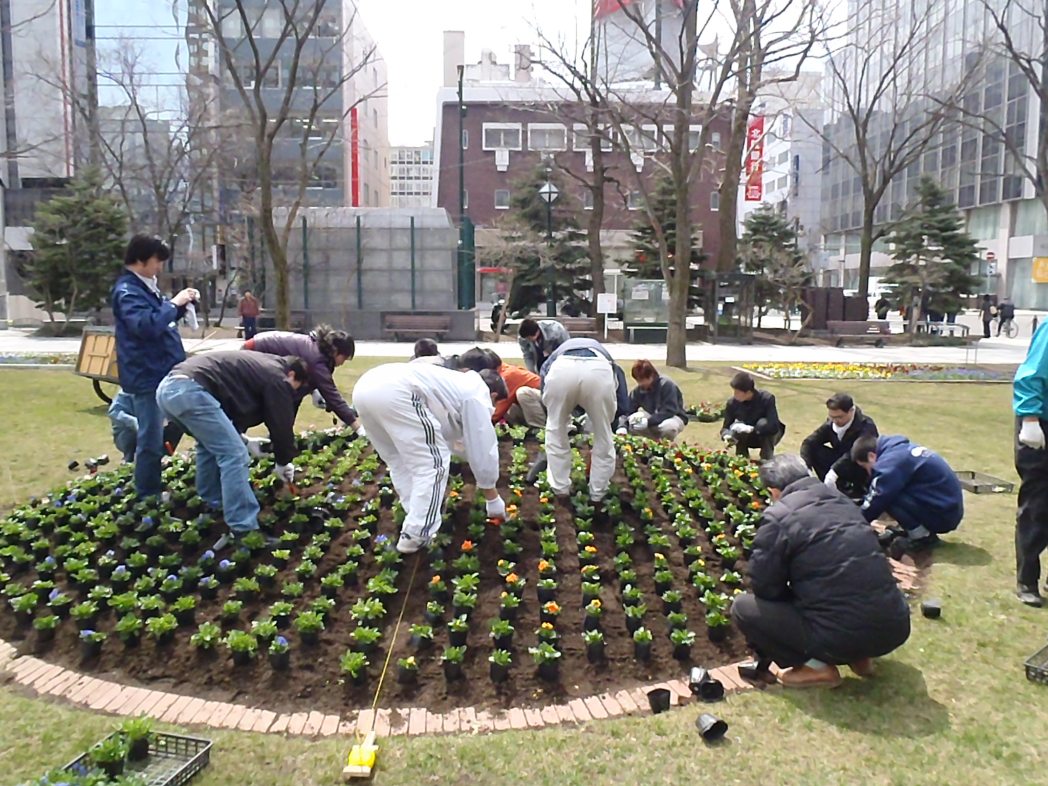 花壇ボランティア春の花植込み 大通公園 公益 財団法人 札幌市公園緑化協会 花壇ボランティア春の花植込み 大通公園 公益 財団法人 札幌市公園緑化協会