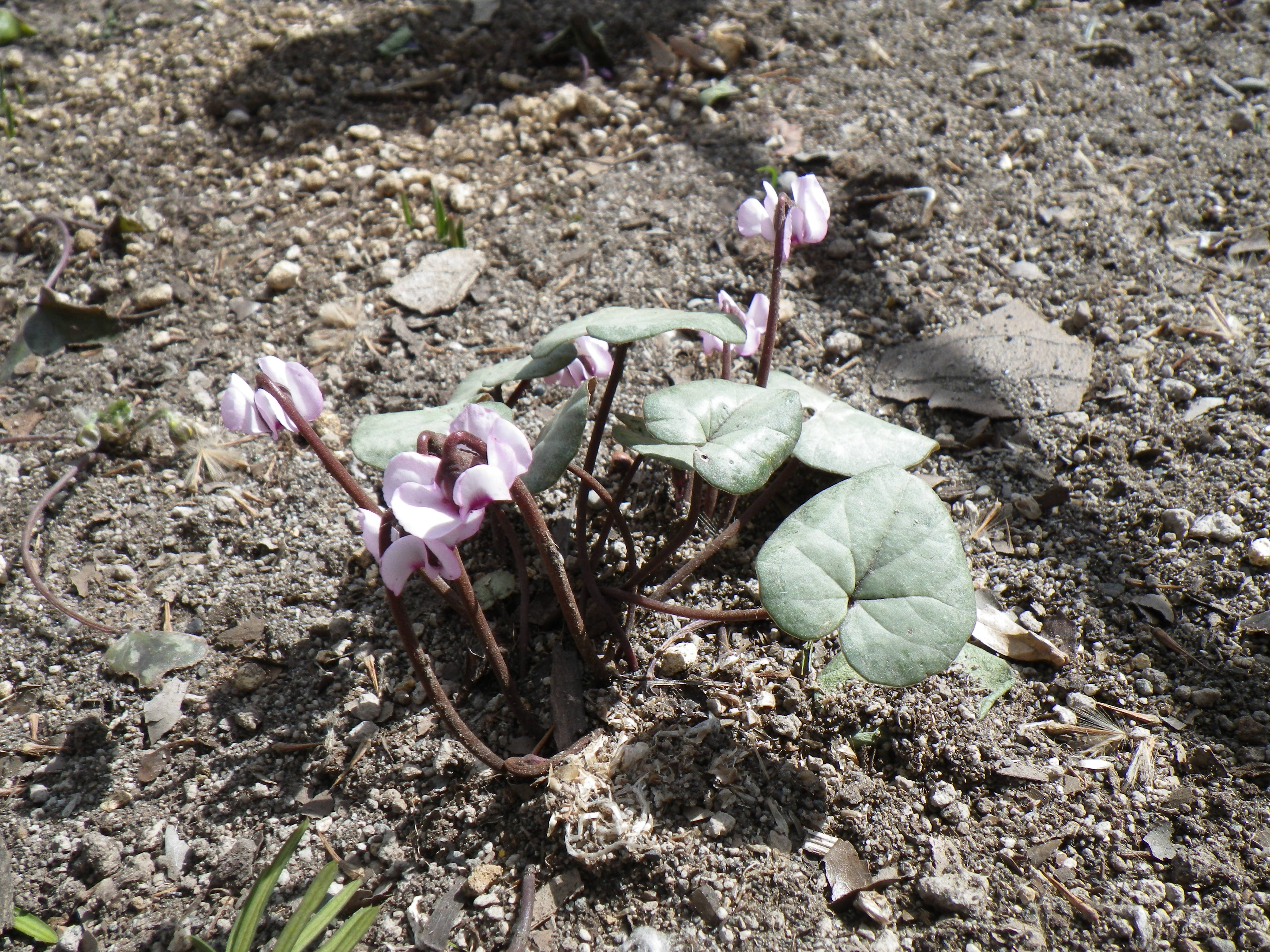 シクラメン コウム１ 大通公園 公益 財団法人 札幌市公園緑化協会