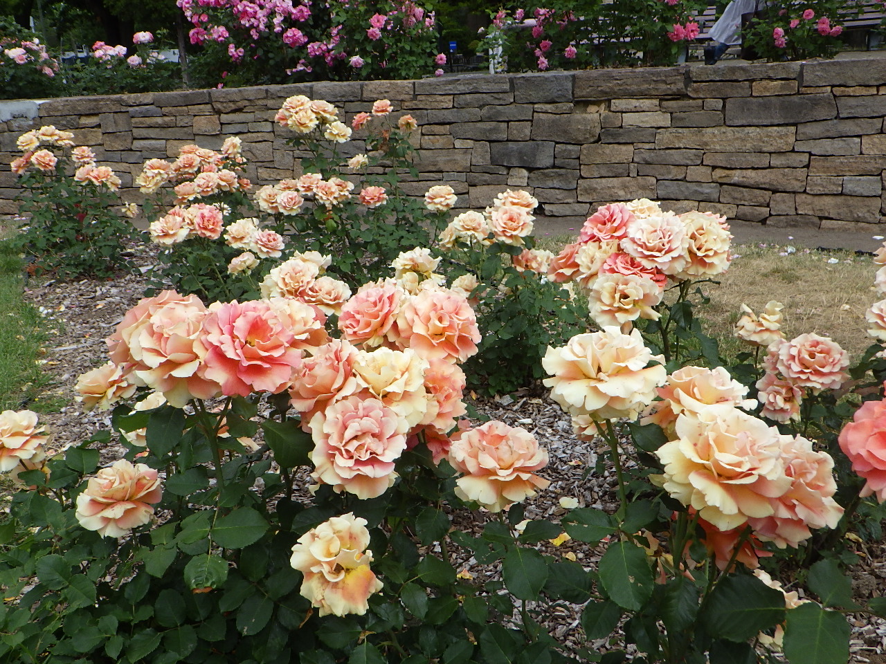 0628ブラスバンド | 大通公園 -公益 財団法人 札幌市公園緑化協会