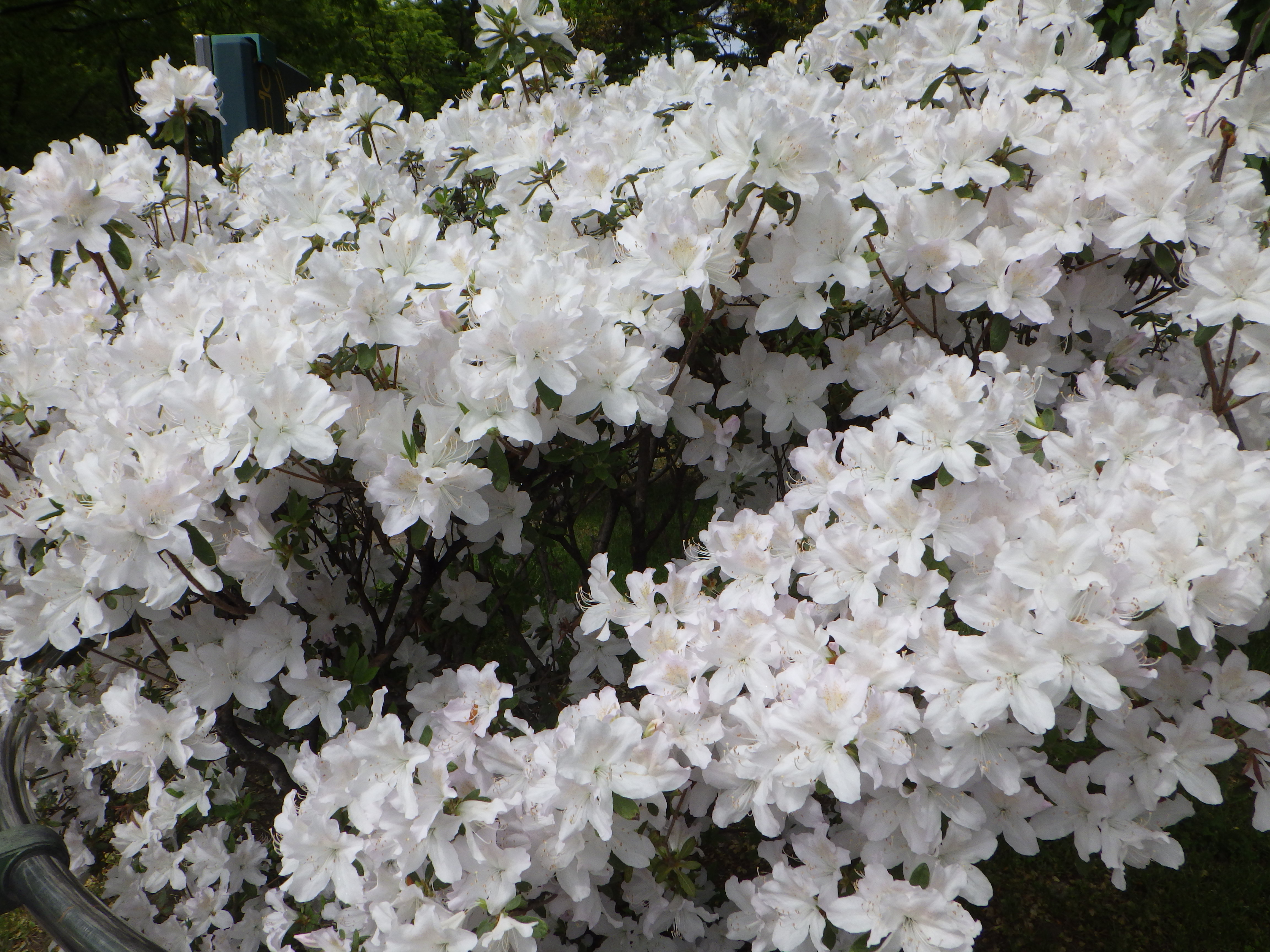 0527リュウキュウツツジ 大通公園 公益 財団法人 札幌市公園緑化協会