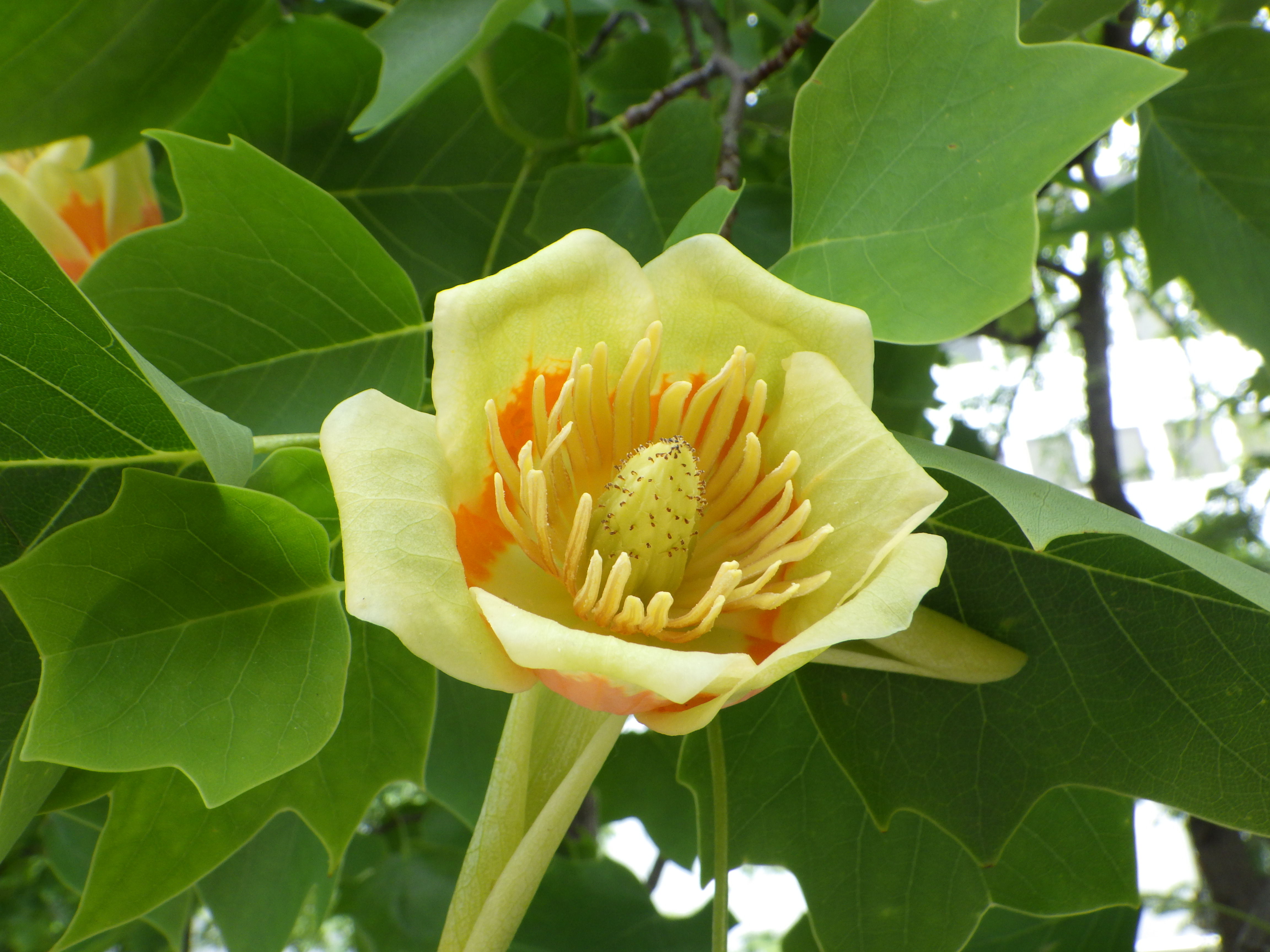 0611ユリノキの花 大通公園 公益 財団法人 札幌市公園緑化協会