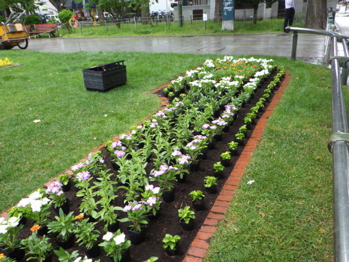 市民ボランティアさんによる夏花壇の花植え 大通公園 公益 財団法人 札幌市公園緑化協会