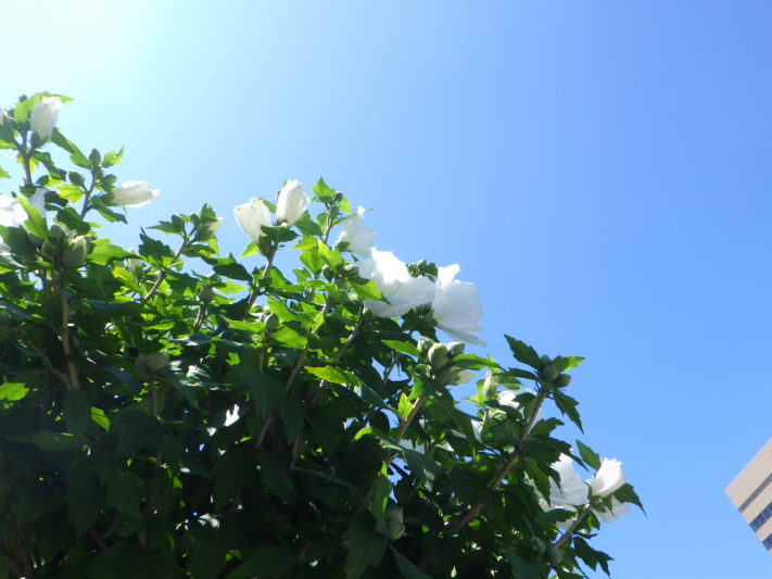 7月 21 大通公園 公益 財団法人 札幌市公園緑化協会