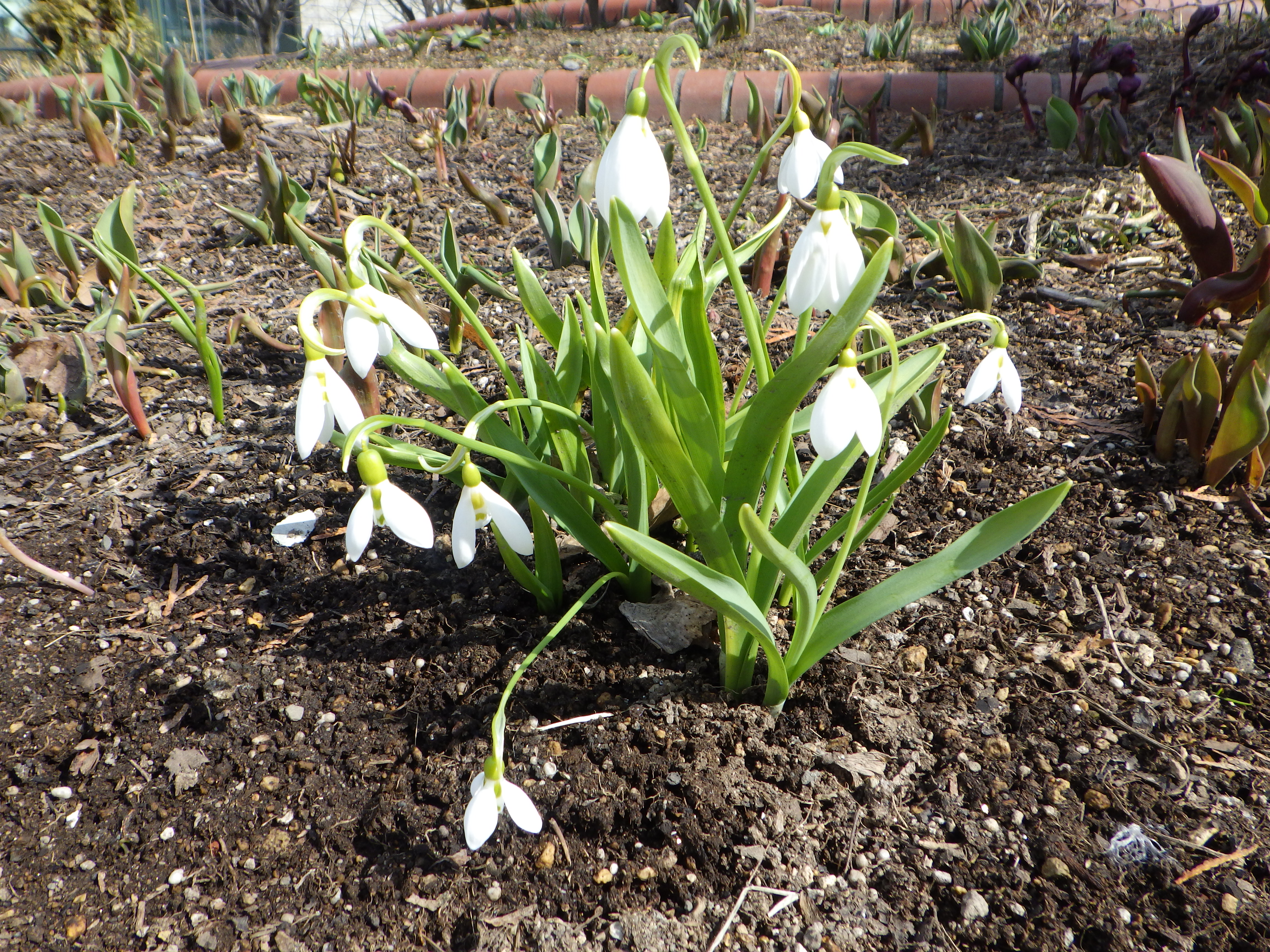 0407スノードロップ 大通公園 公益 財団法人 札幌市公園緑化協会