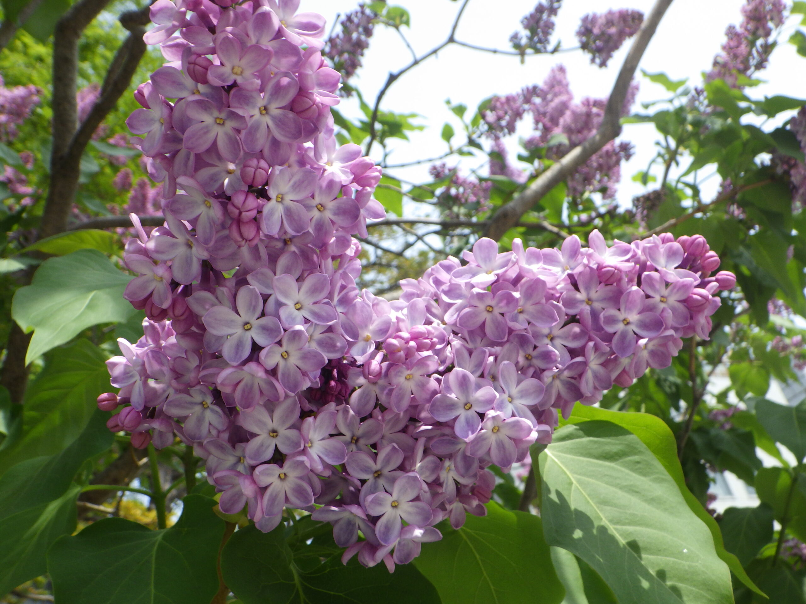 0515西3丁目ライラック | 大通公園 -公益 財団法人 札幌市公園緑化協会