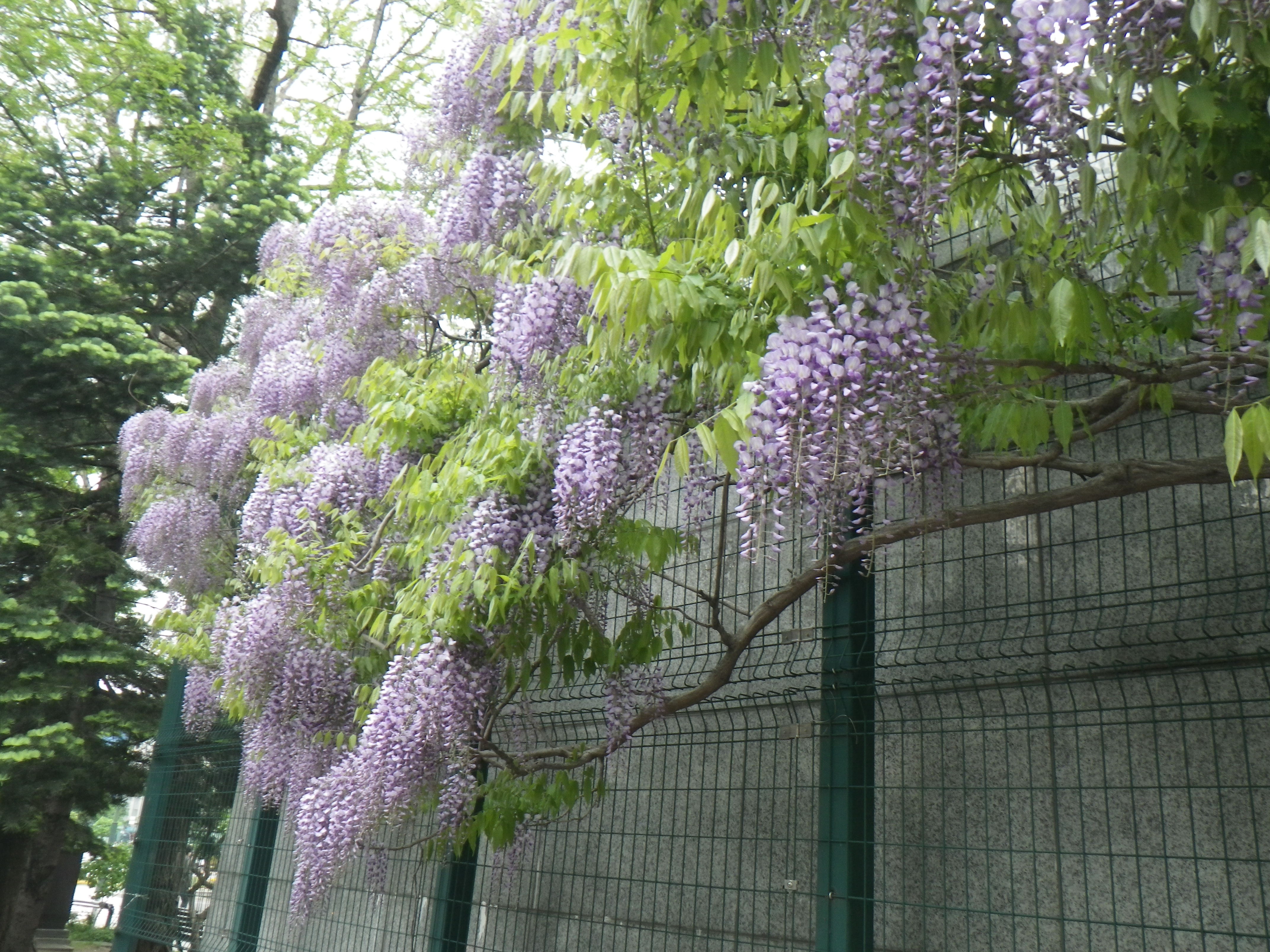 2丁目でフジの花が咲いています。 | 大通公園 -公益 財団法人 札幌市公園緑化協会