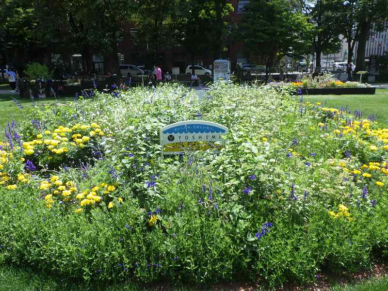 西4西側花壇YOSHIMI様 | 大通公園 -公益 財団法人 札幌市公園緑化協会