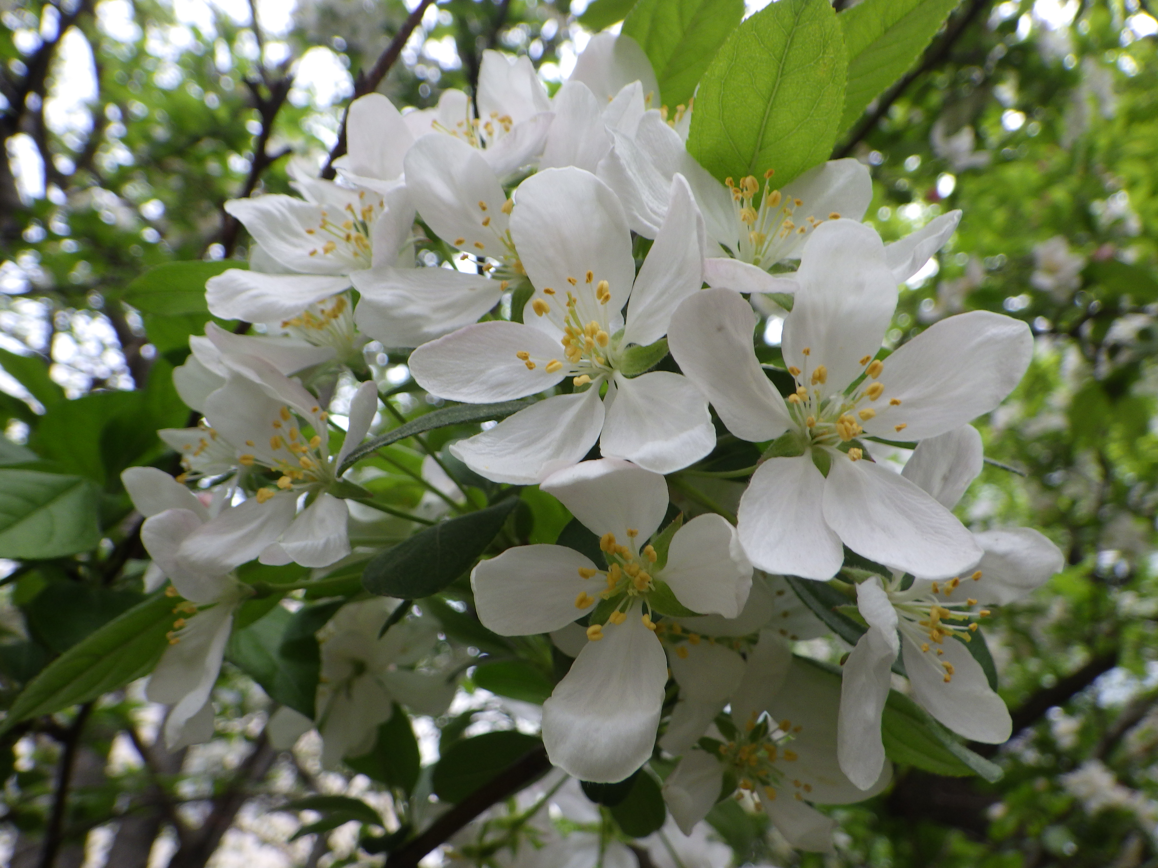 5月ズミの花 | 大通公園 -公益 財団法人 札幌市公園緑化協会
