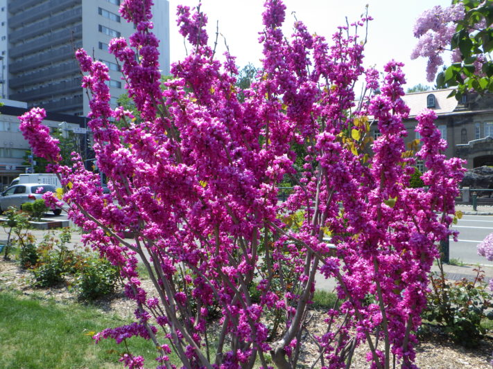ライラックが見頃です | 大通公園 -公益 財団法人 札幌市公園緑化協会