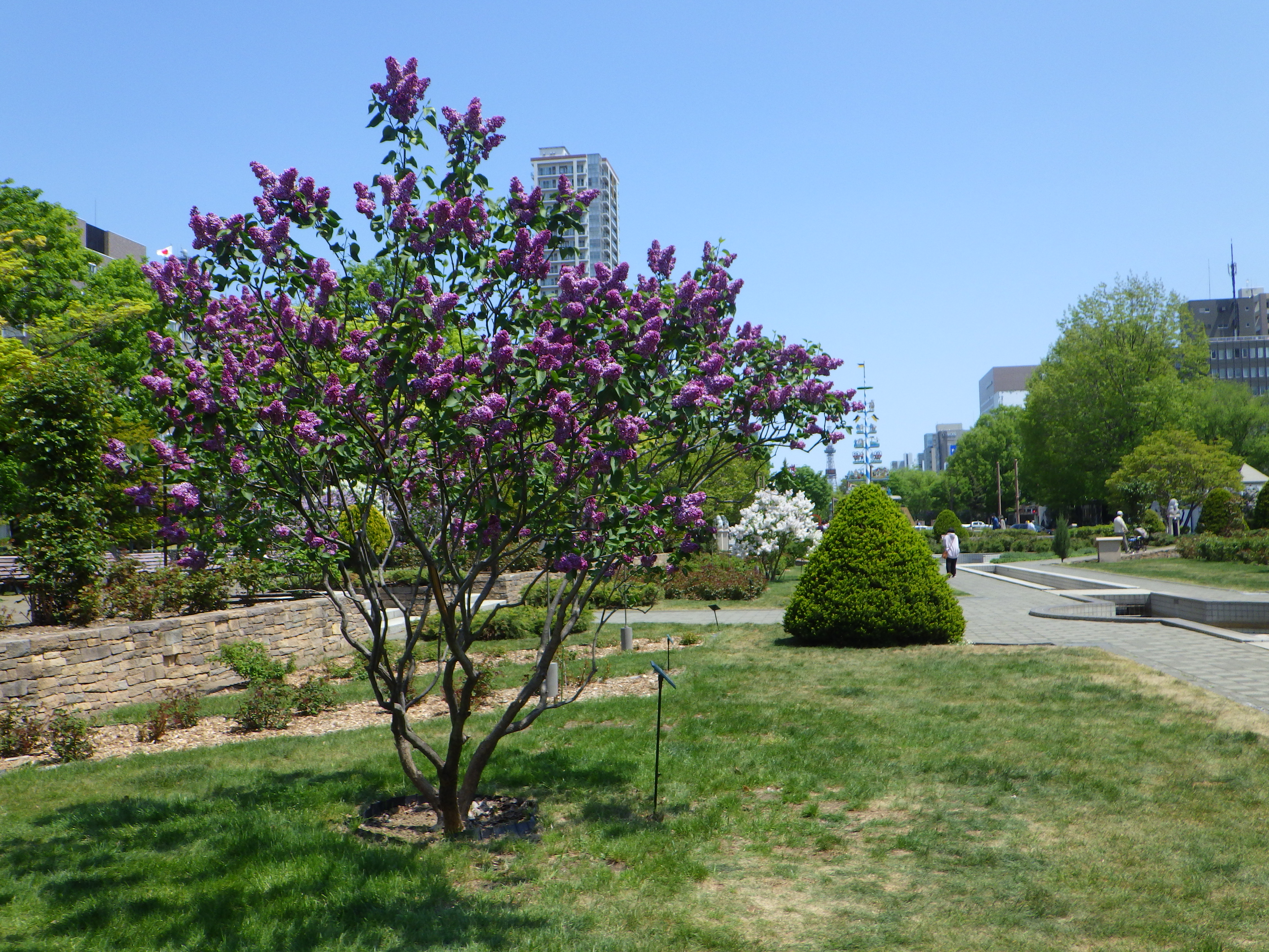 0517西12丁目ライラック | 大通公園 -公益 財団法人 札幌市公園緑化協会