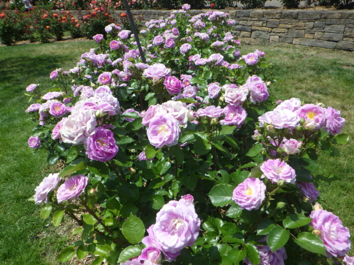 6月13日バラ園の様子 | 大通公園 -公益 財団法人 札幌市公園緑化協会