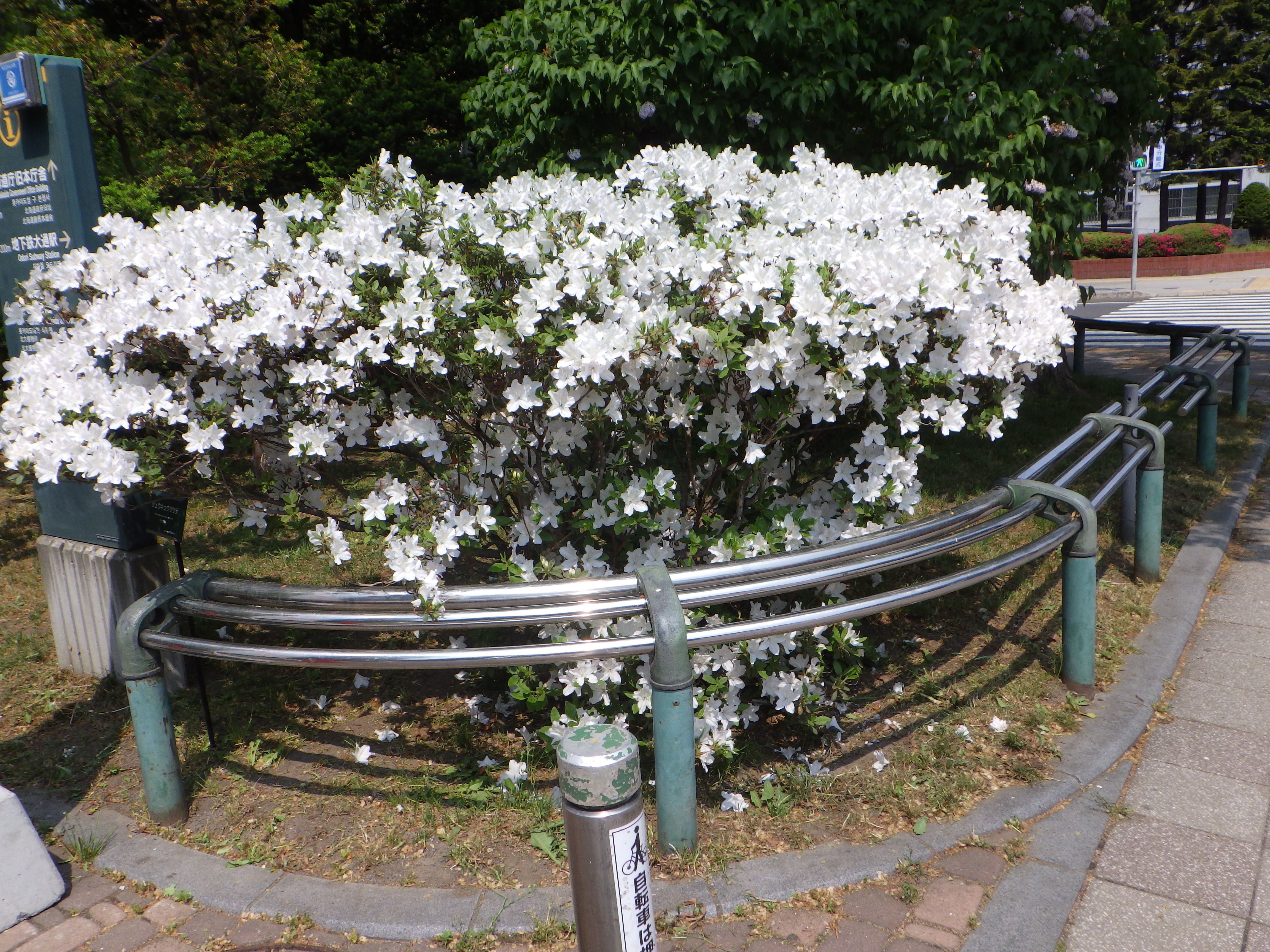 0524西6丁目北側リュウキュウツツジ 大通公園 公益 財団法人 札幌市公園緑化協会