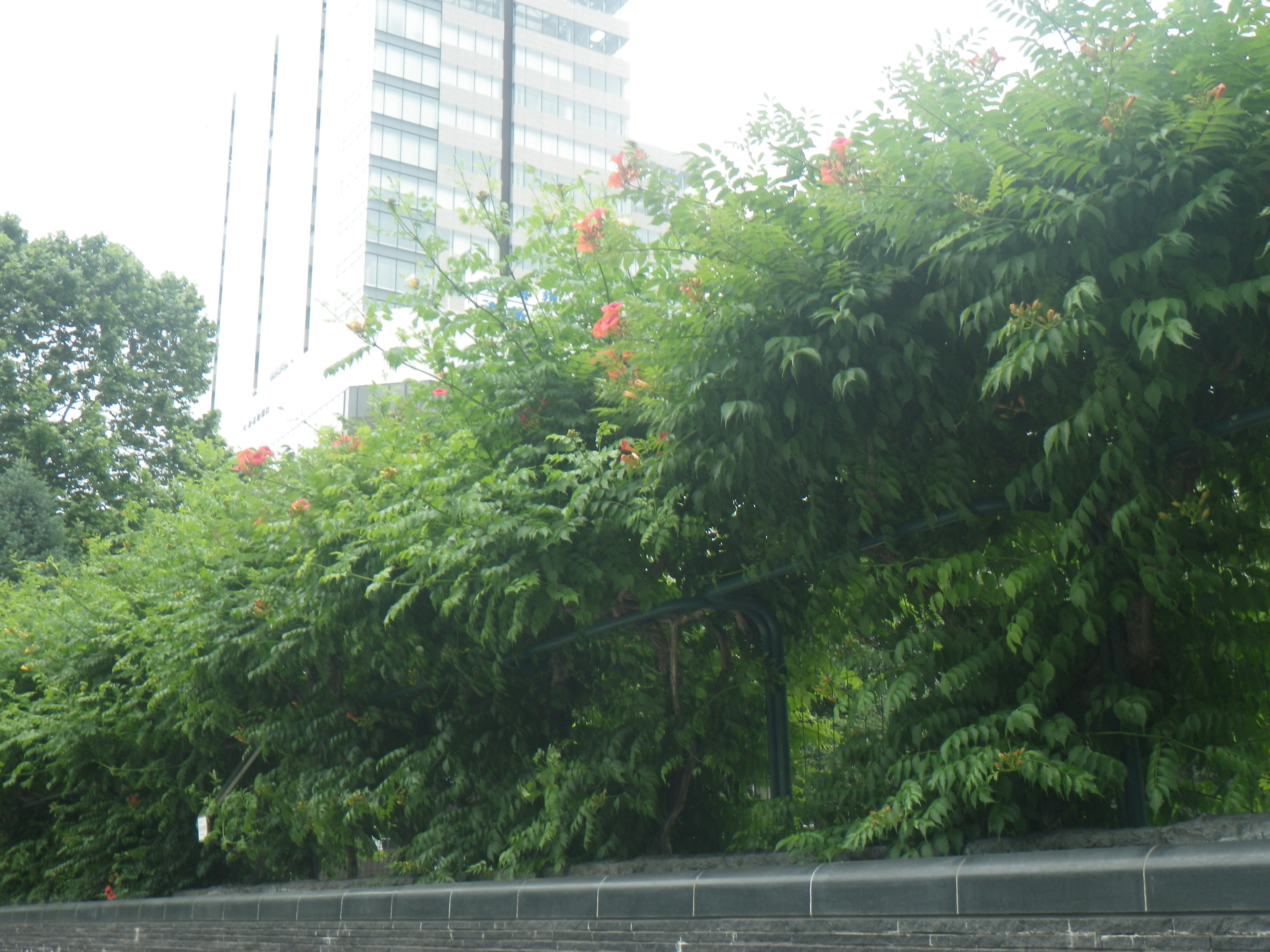 7月 18 大通公園 公益 財団法人 札幌市公園緑化協会