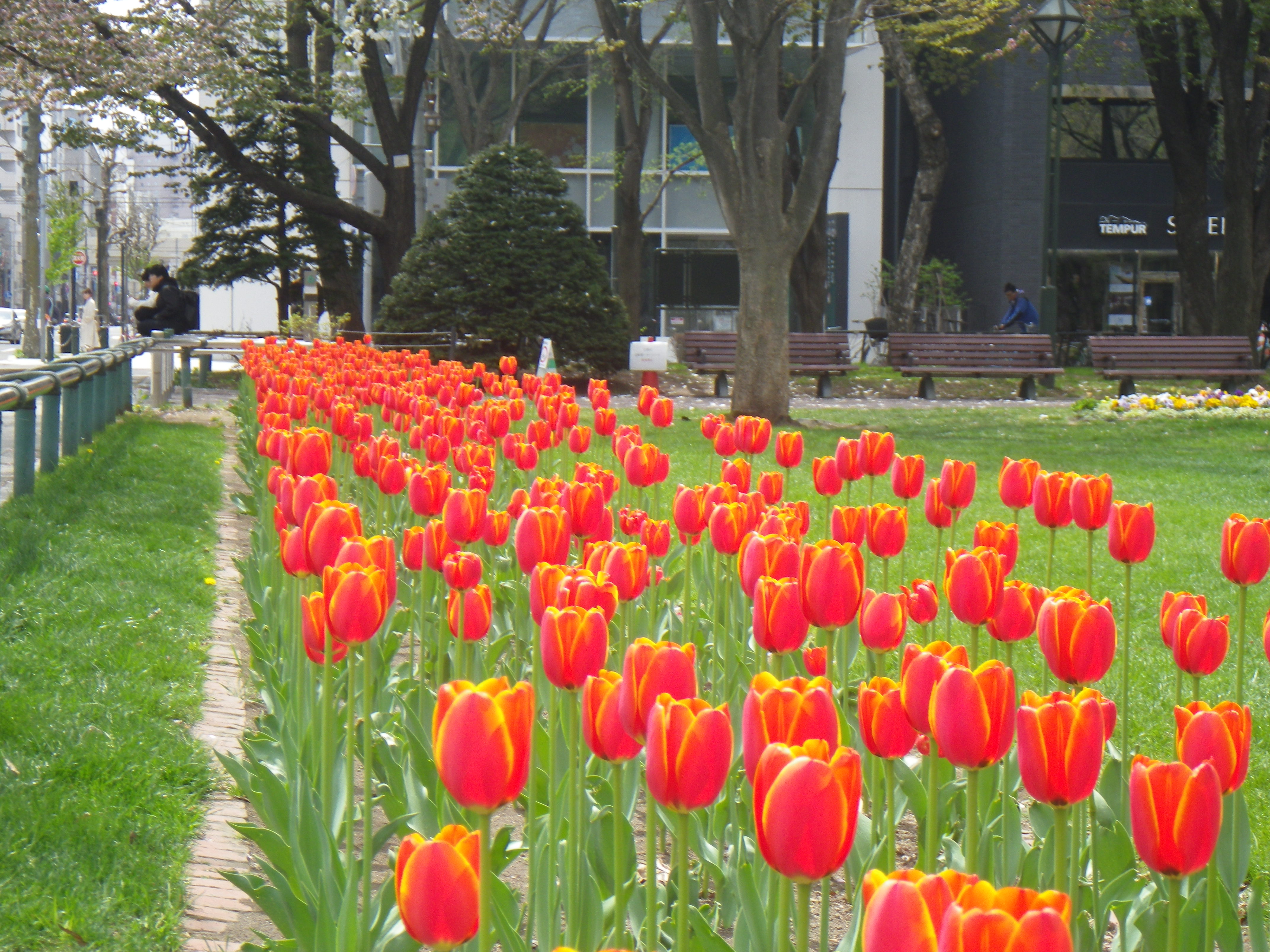 西6丁目ボーダー花壇チューリップ 大通公園 公益 財団法人 札幌市公園緑化協会