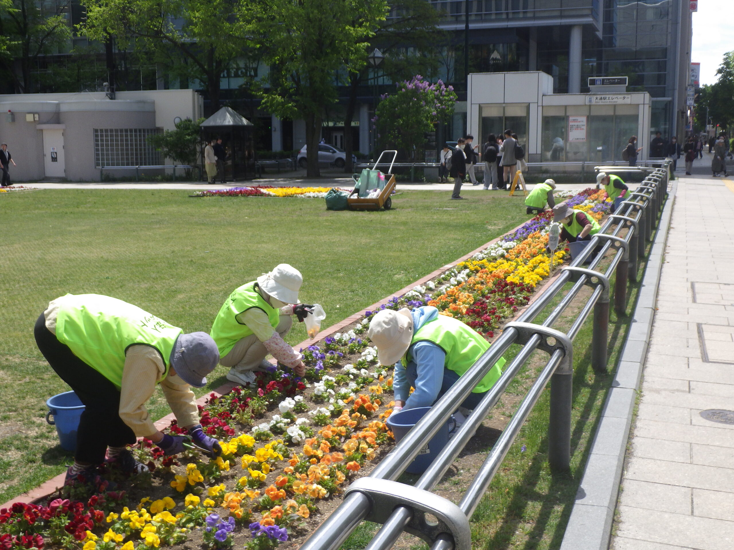 0516西3シーズネット作業中 | 大通公園 -公益 財団法人 札幌市公園緑化協会