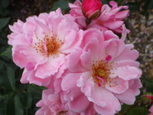 小谷 博貞「薔薇園の夢」 中庭(ローズガーデン) | 施設 | 白い恋人パーク