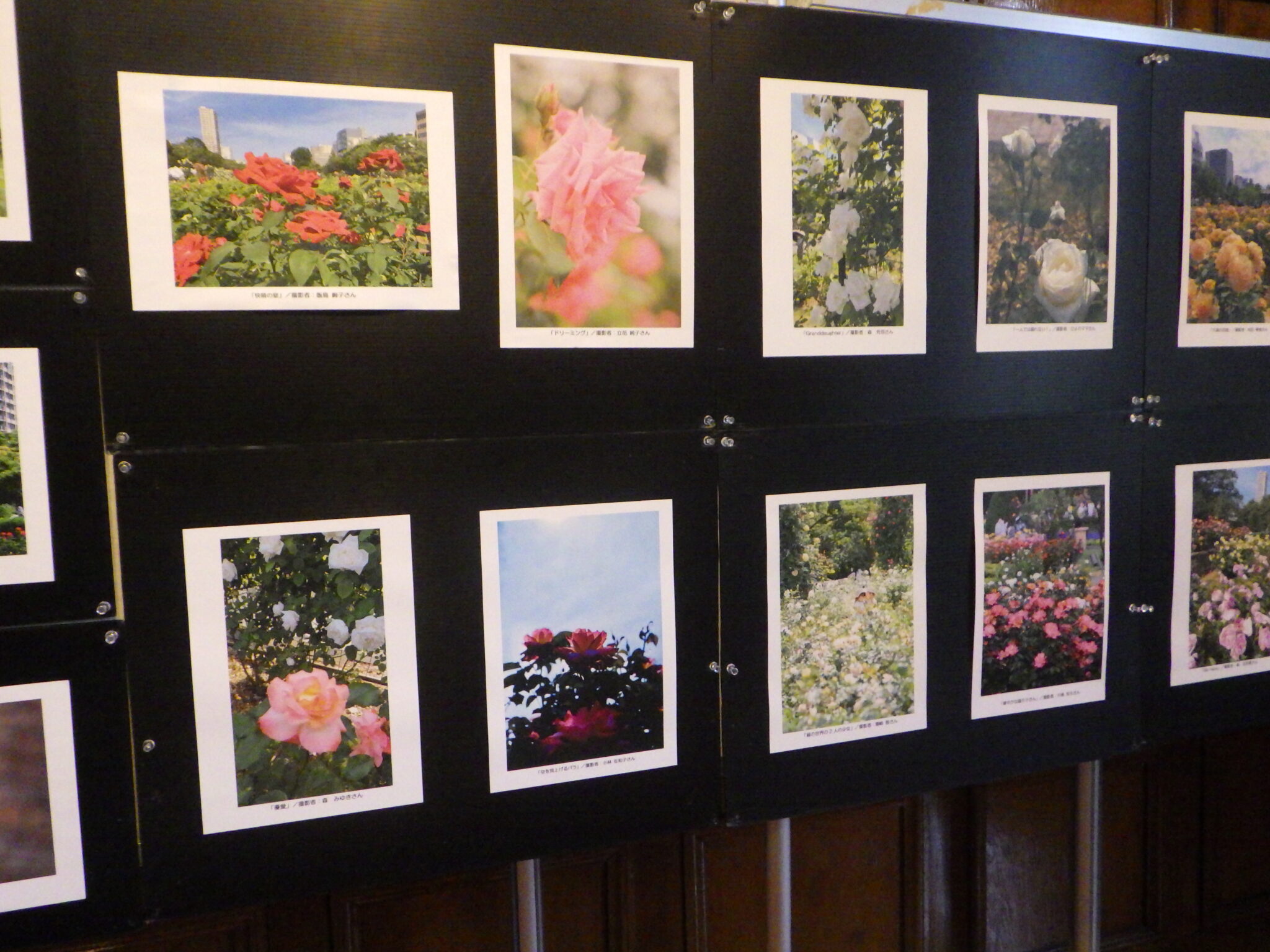 大通公園バラ写真展開催中 | 大通公園 -公益 財団法人 札幌市公園緑化協会