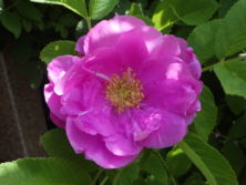 小谷 博貞「薔薇園の夢」 西12丁目サンクガーデン「バラ園」 | 大通公園 -公益 財団法人 札幌市