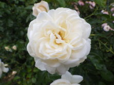 小谷 博貞「薔薇園の夢」 中庭(ローズガーデン) | 施設 | 白い恋人パーク