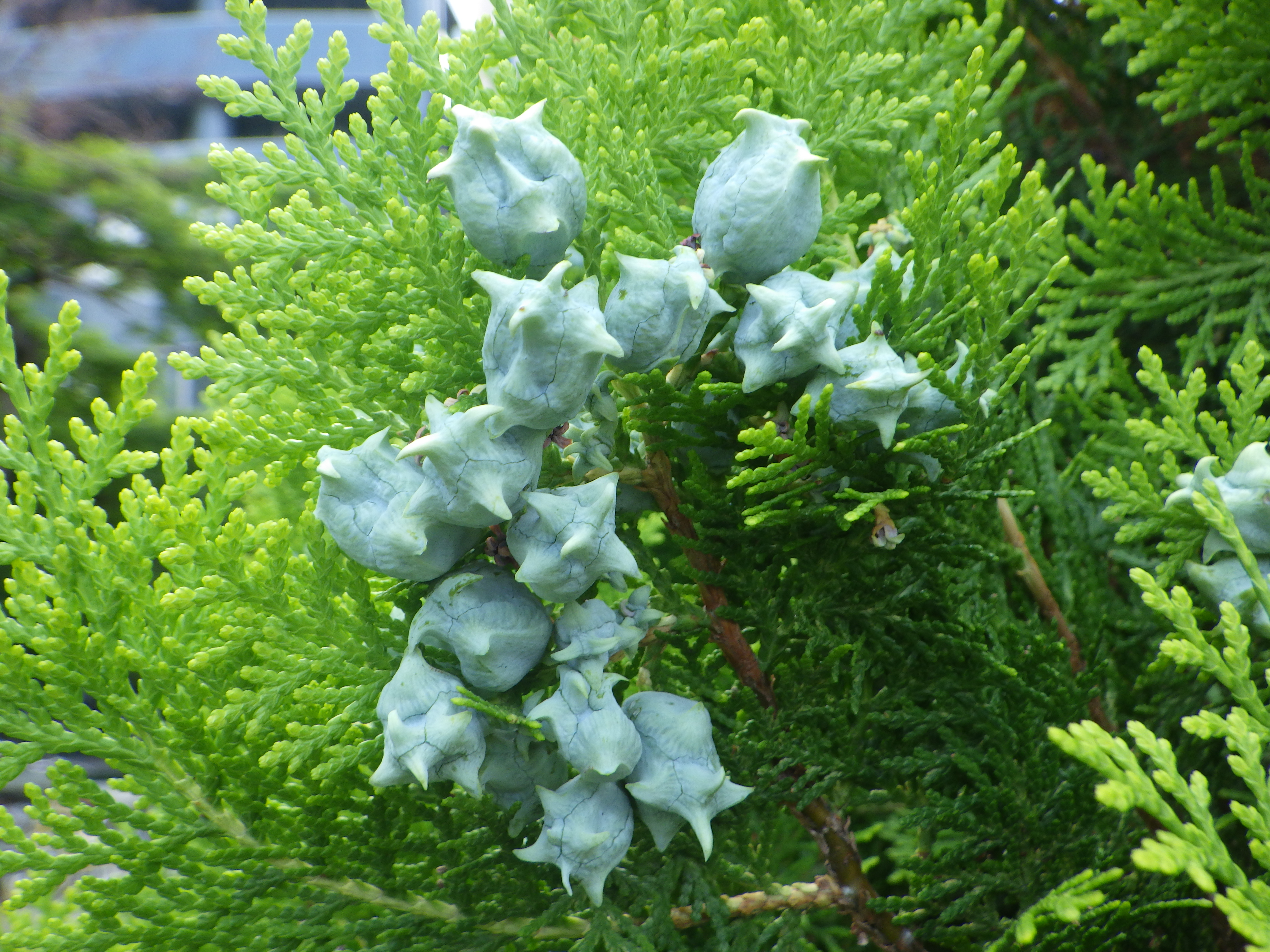 0809コノテガシワ実 大通公園 公益 財団法人 札幌市公園緑化協会