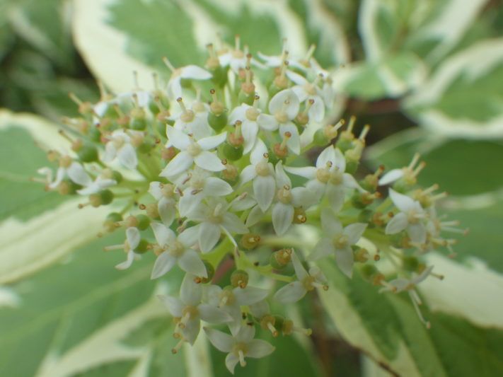 0920ギンフミズキ花 | 大通公園 -公益 財団法人 札幌市公園緑化協会