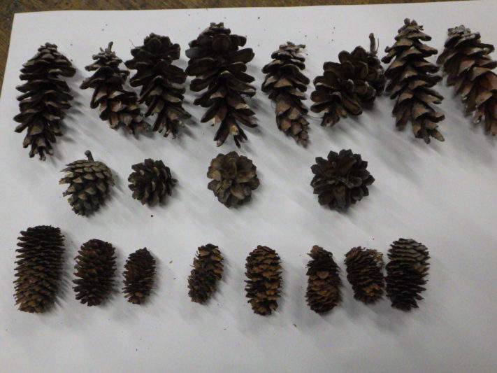 0927松ぼっくり色々 | 大通公園 -公益 財団法人 札幌市公園緑化協会