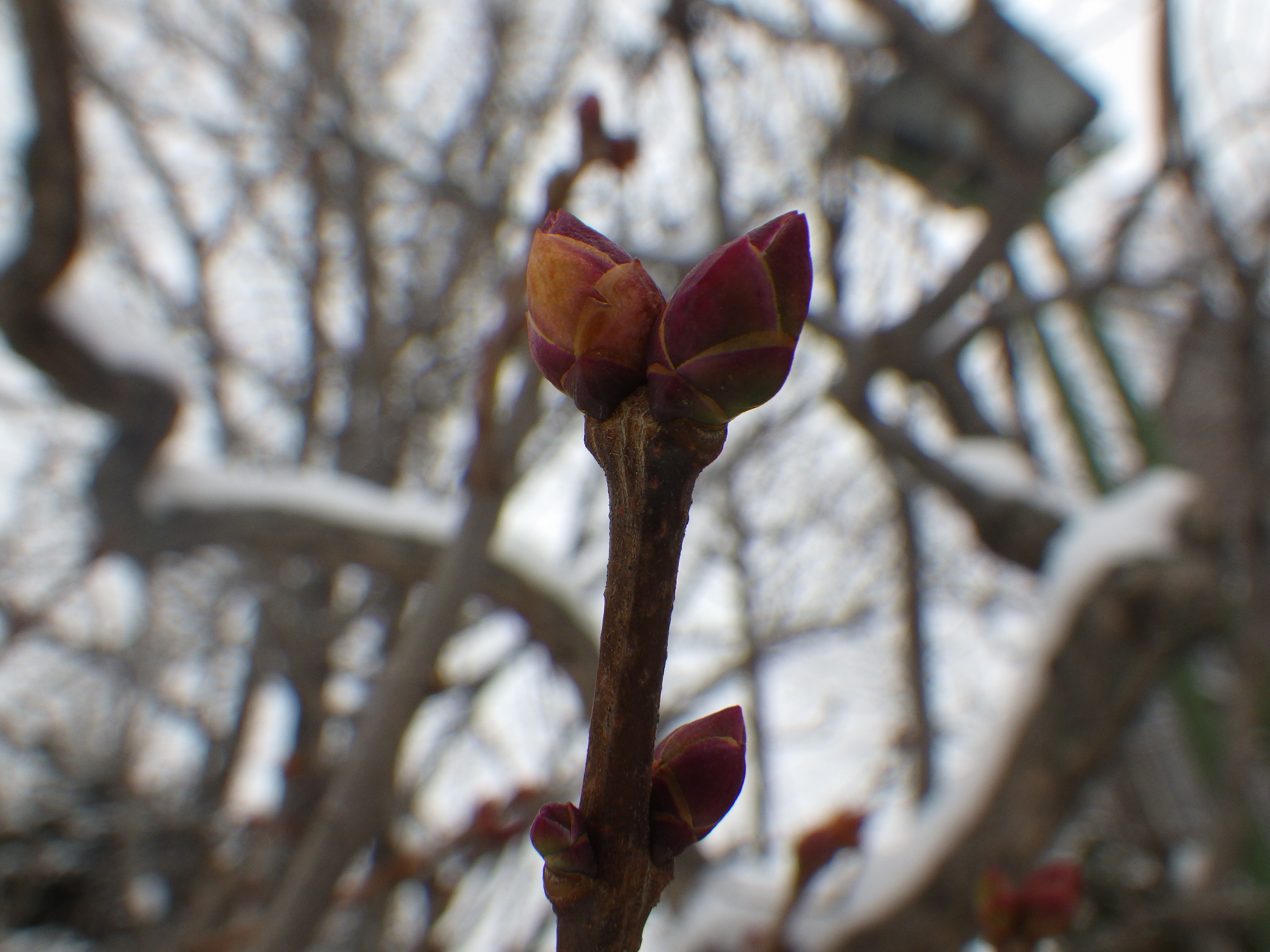 1215ライラック冬芽 | 大通公園 -公益 財団法人 札幌市公園緑化協会