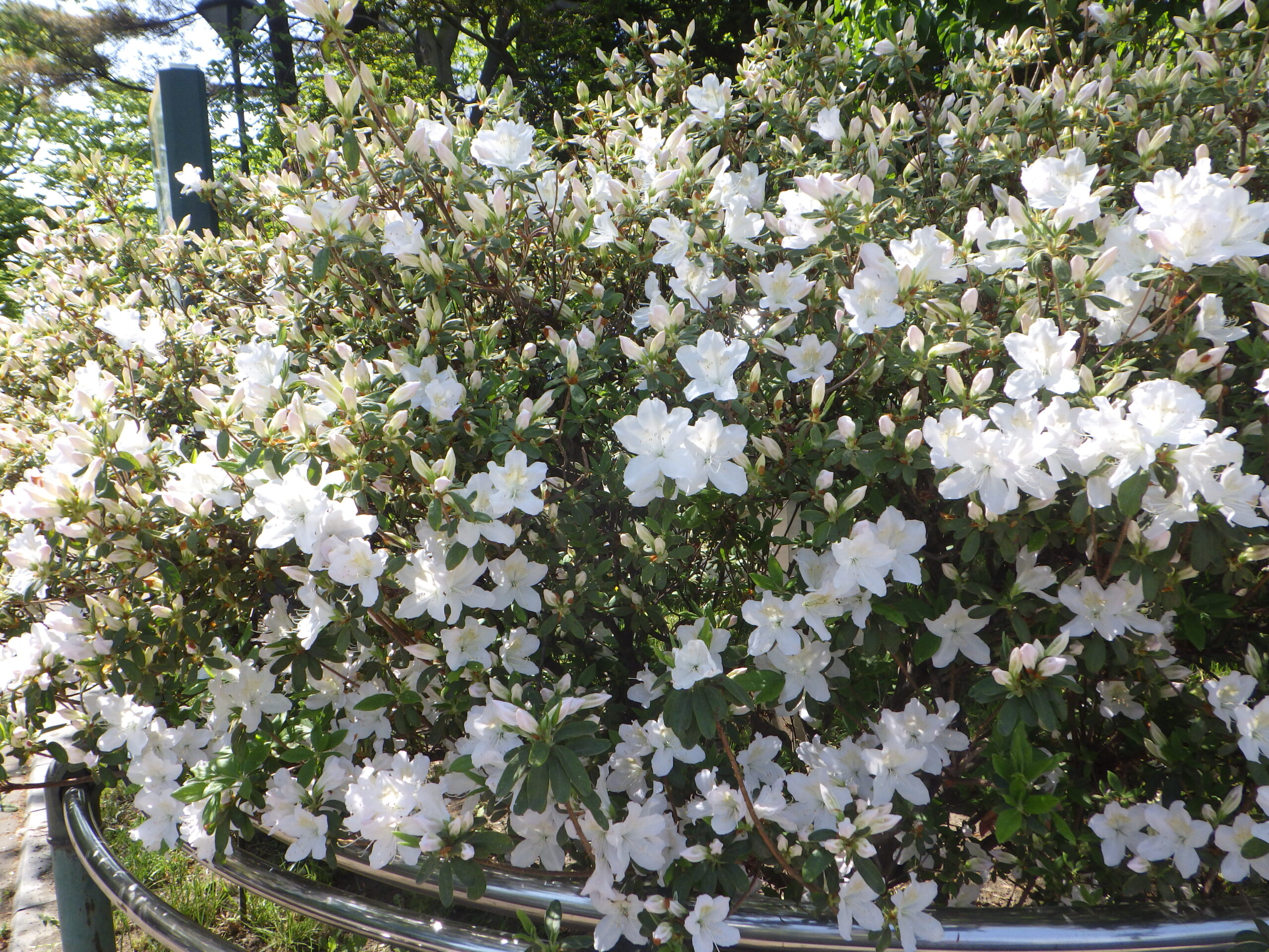 0514リュウキュウツツジ | 大通公園 -公益 財団法人 札幌市公園緑化協会