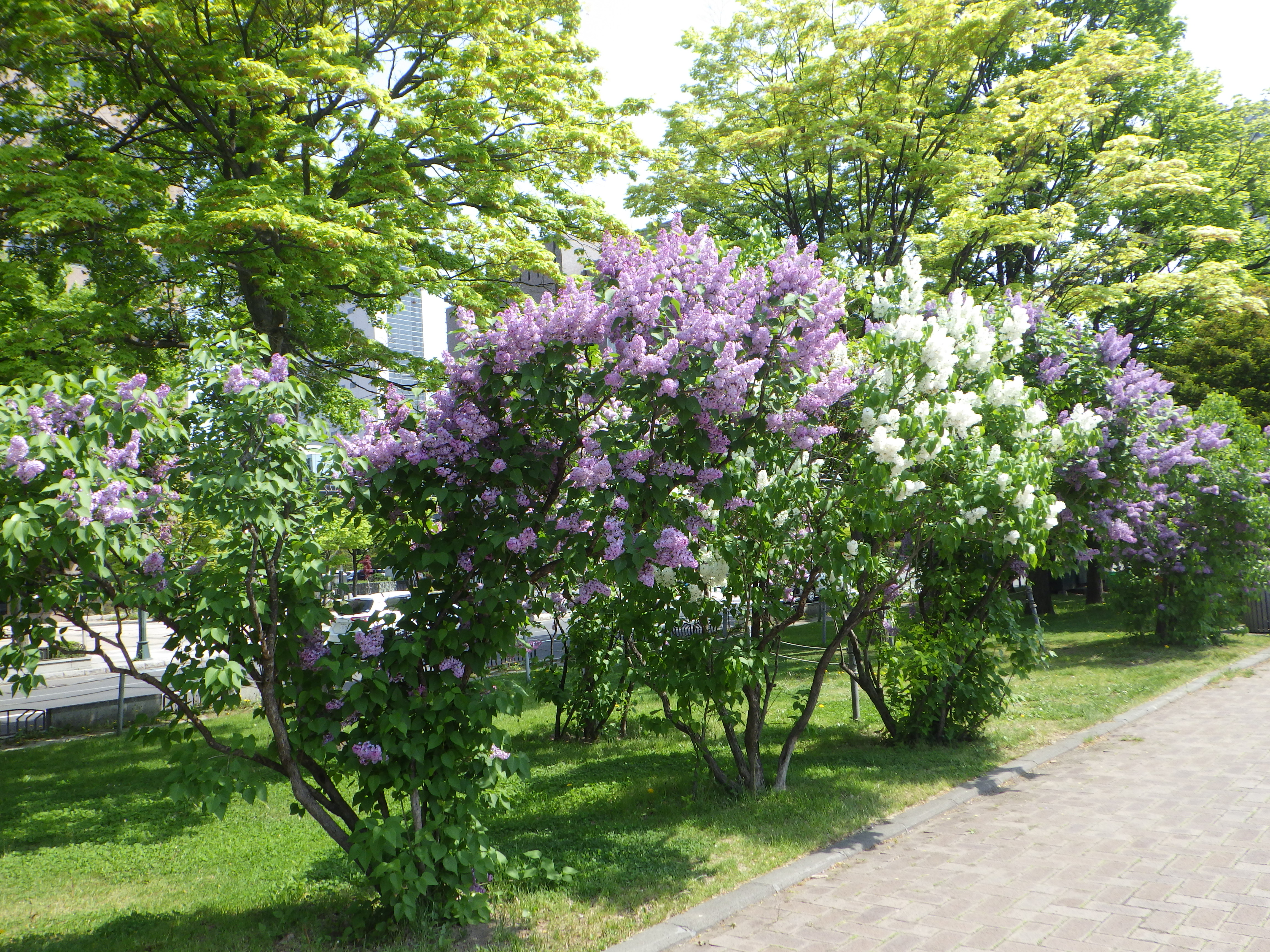 0517西12丁目ライラック | 大通公園 -公益 財団法人 札幌市公園緑化協会