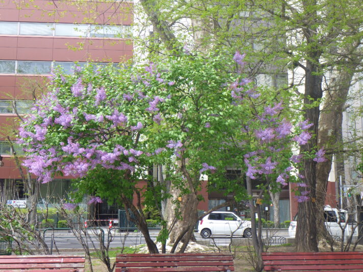 11 | 5月 | 2025 | 大通公園 -公益 財団法人 札幌市公園緑化協会
