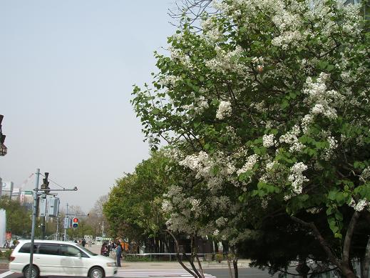 ライラック　白い花　樹高100センチ程 白いライラック | 大通公園 -公益 財団法人 札幌市公園緑化協会
