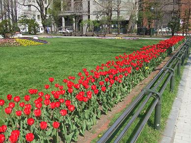 チューリップ 大通公園 公益 財団法人 札幌市公園緑化協会