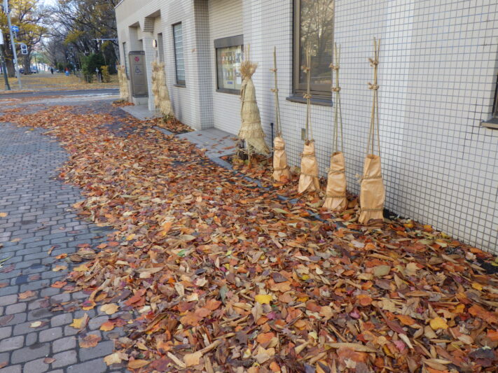 花壇ボランティアさんのリース作り第一弾 | 大通公園 -公益 財団法人
