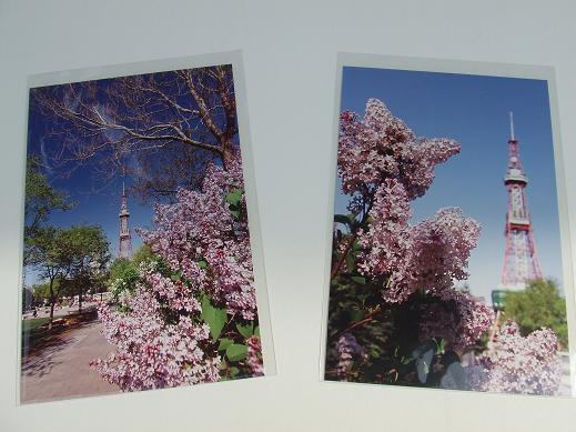 ライラックのカード | 大通公園 -公益 財団法人 札幌市公園緑化協会