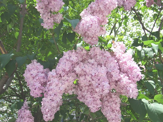 ライラック | 大通公園 -公益 財団法人 札幌市公園緑化協会