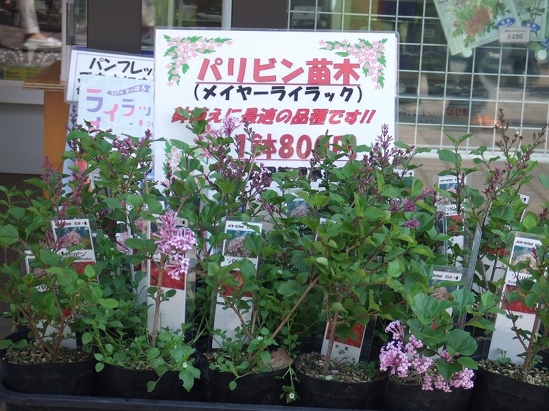 ライラックまつりにあわせて苗の販売中 大通公園 公益 財団法人 札幌市公園緑化協会