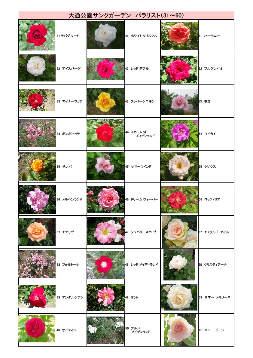 バラ品種31-60(1) | 大通公園 -公益 財団法人 札幌市公園緑化協会