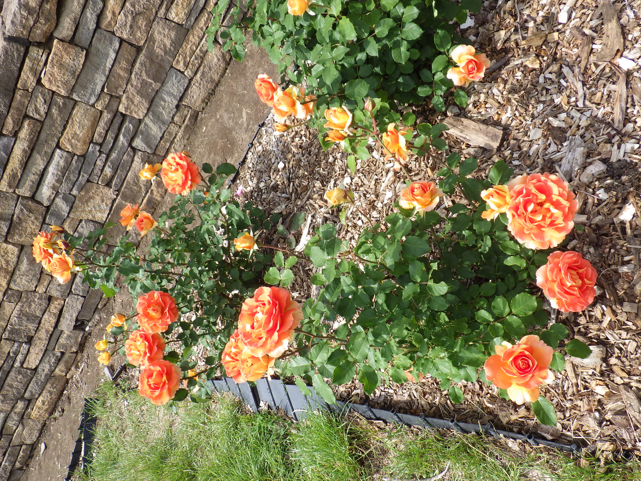 ブラス バンド0618 (2) | 大通公園 -公益 財団法人 札幌市公園緑化協会