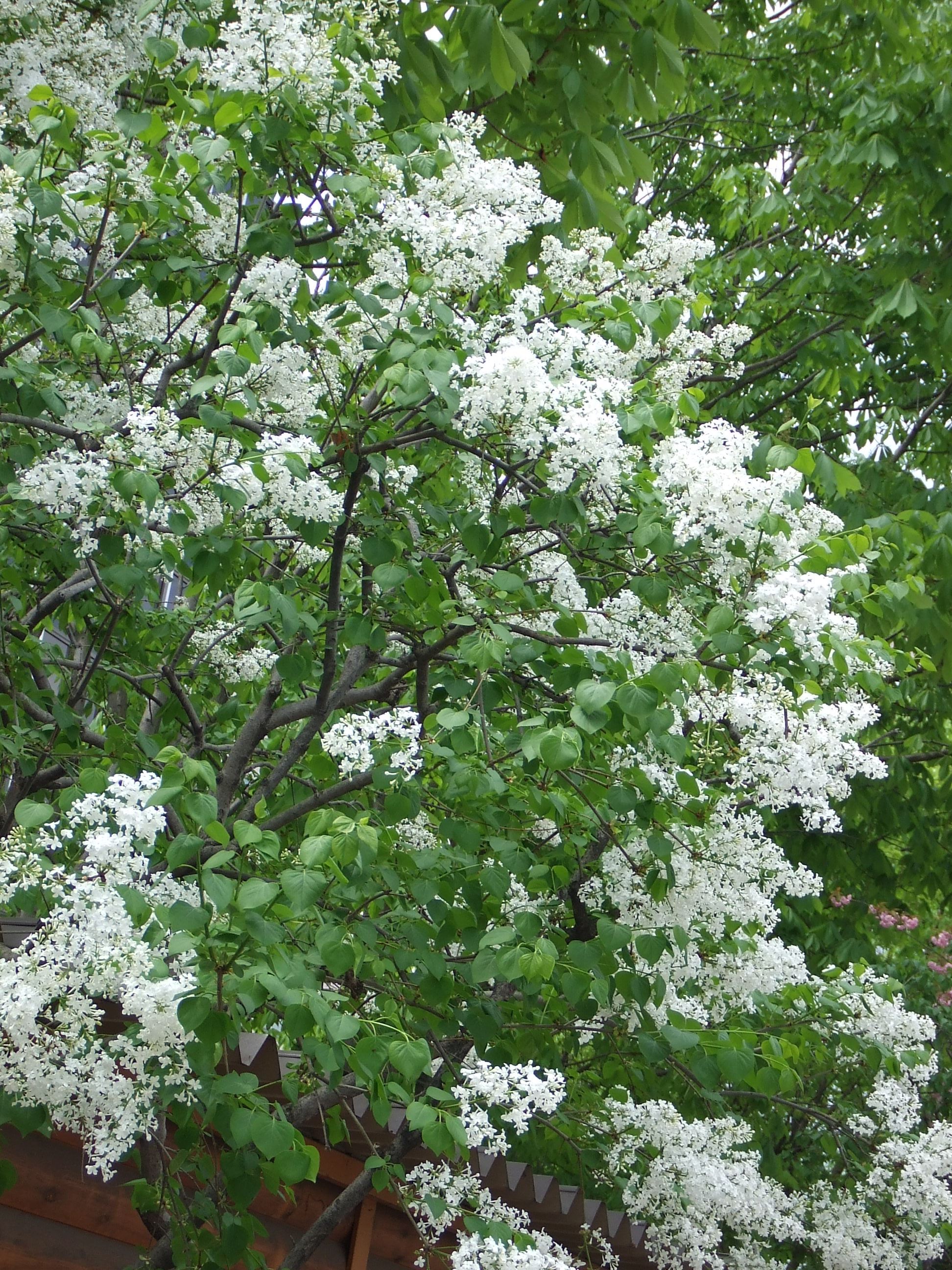 白のライラック | 大通公園 -公益 財団法人 札幌市公園緑化協会